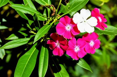 Illustration oleanders