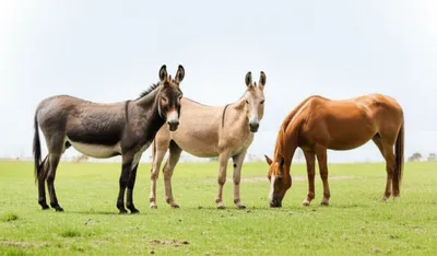 Illustration mule - Image 1