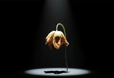 Illustration flop - Image 1