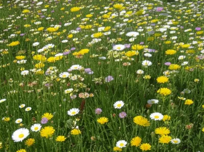 Illustration insinuation - Image 1