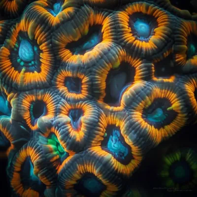 Illustration loculus - Image 1