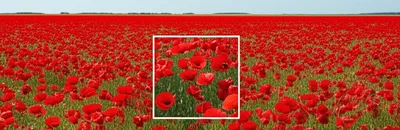 Illustration homogeneous - Image 1