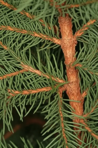 Illustration casuarina