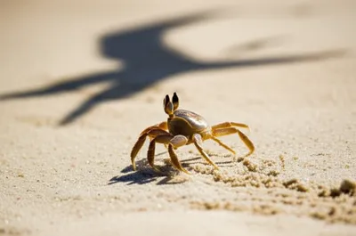 Illustration scuttle - Image 1