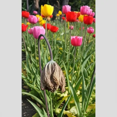 Illustration submit - Image 1