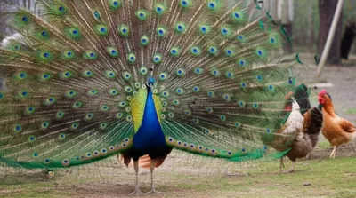 Illustration parades - Image 1