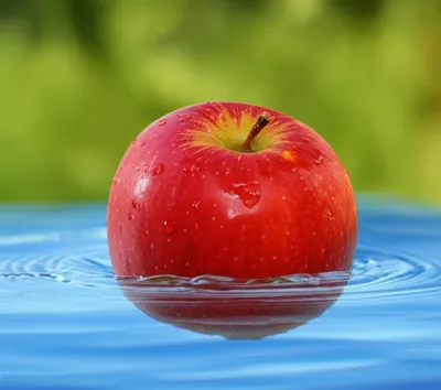 Illustration bobs - Image 1