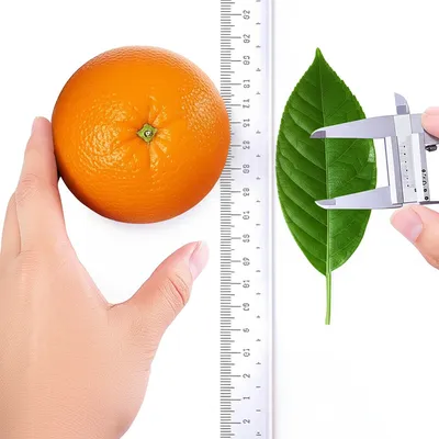 Illustration mensuration