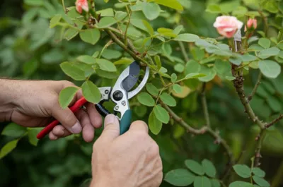 Illustration trimmings - Image 1