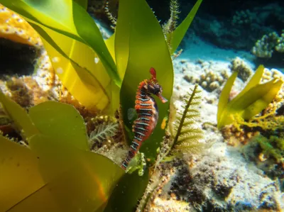 Illustration seahorse - Image 1