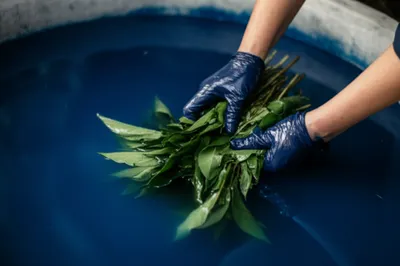 Illustration woad - Image 1