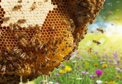 Illustration hive - Image 1