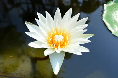 Illustration purity - Image 1