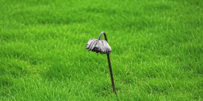 Illustration ordinary - Image 1