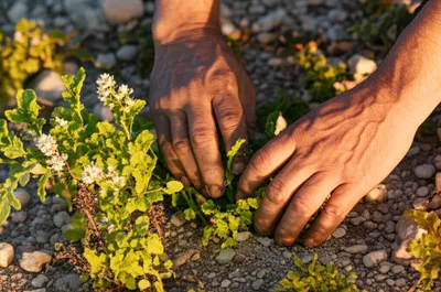 Illustration assiduities