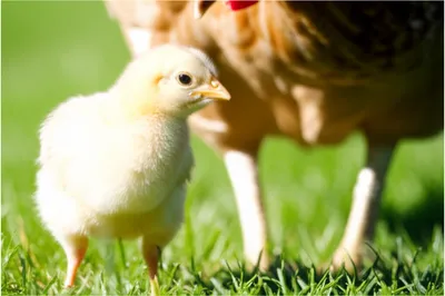 Illustration viable - Image 1