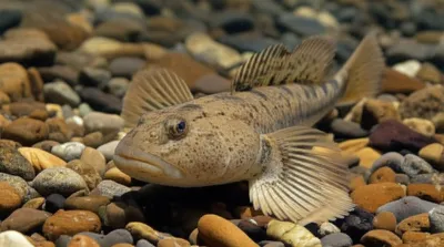 Illustration bullhead - Image 1