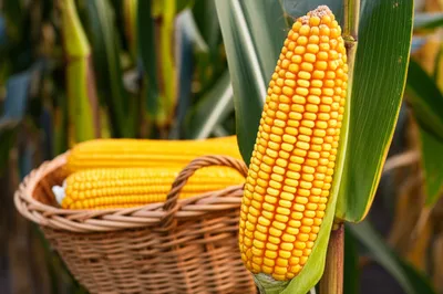 Illustration mature - Image 1