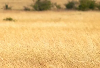 Illustration hay - Image 2