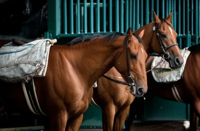 Illustration weighting - Image 1