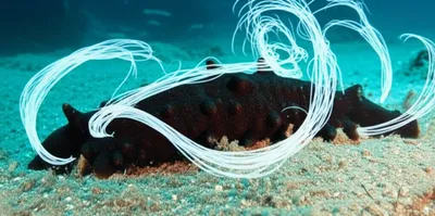 Illustration nigger - Image 1