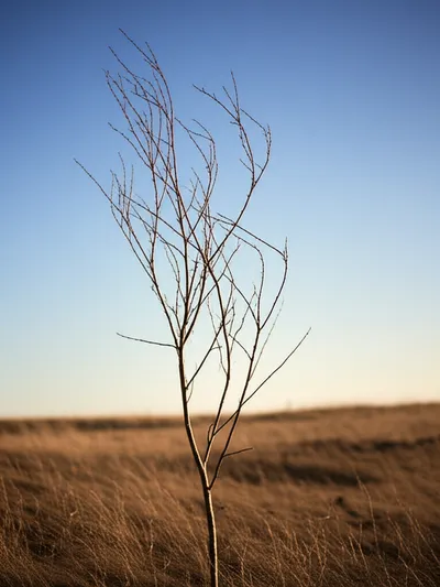 Illustration spindly