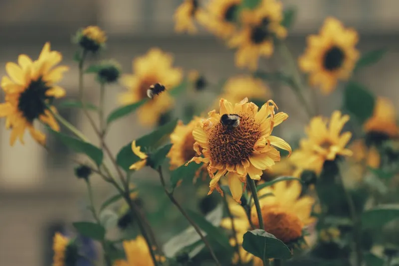 توضيح مرئي لـ bumbles: نحلة طنانة - صورة 2