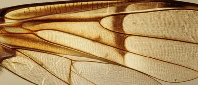 Illustration cell - Image 1