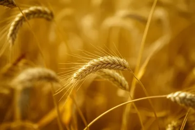 Illustration awn - Image 1