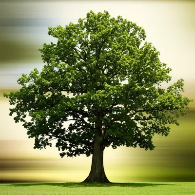 Illustration faithful - Image 1