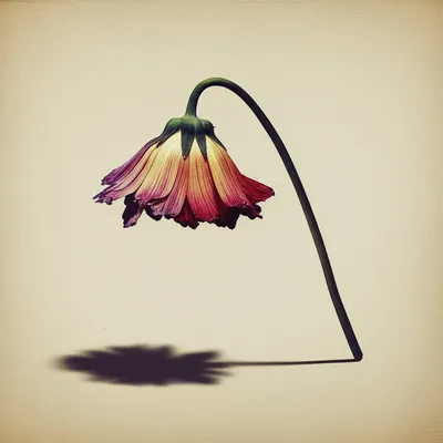 Illustration render - Image 1