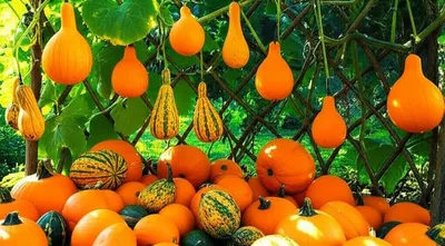 Illustration gourds