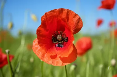 Illustration diurnal - Image 1