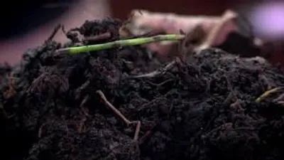 Illustration mull - Image 2