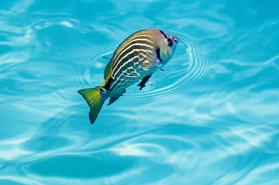 Illustration finned - Image 1