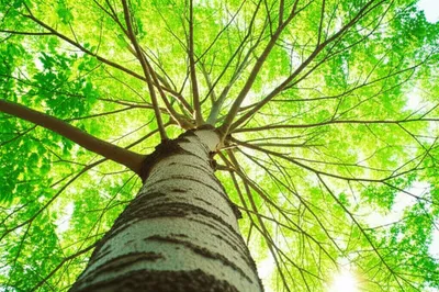 Illustration treetops - Image 1