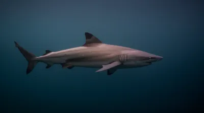 Illustration dusky - Image 1