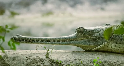 Hình ảnh minh họa gharial - Ảnh 2