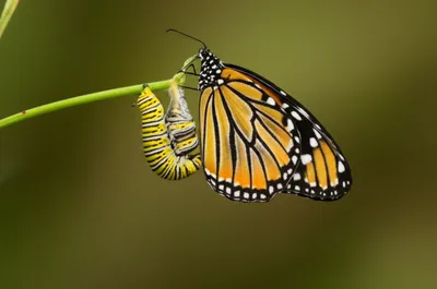 Illustration altering - Image 1