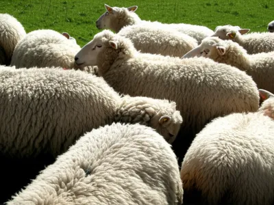 Illustration wooly - Image 1