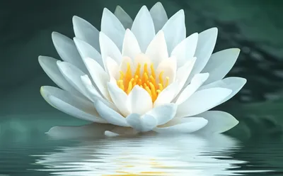 Illustration clean - Image 1