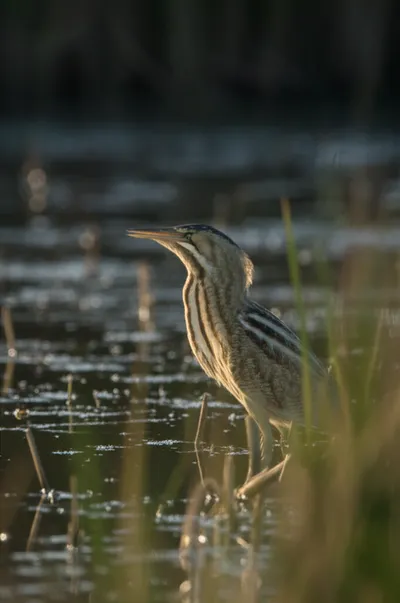 Illustration bump - Image 1