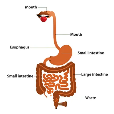 Illustration alimentary - Image 2