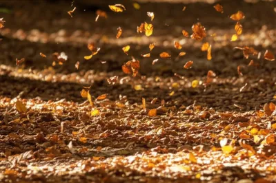 Illustration rustling - Image 1