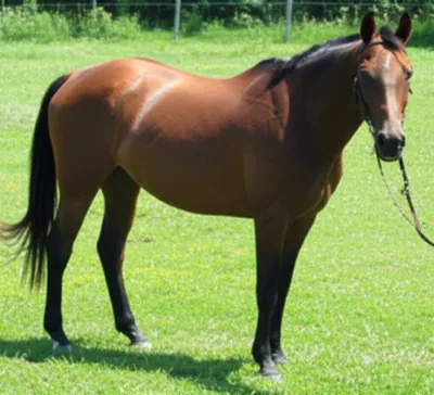 Illustration swayback - Image 1