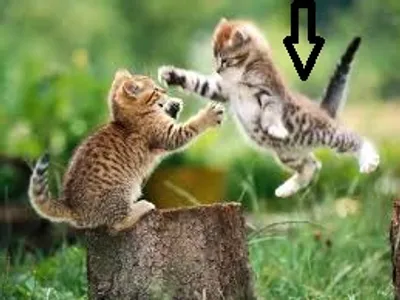 Illustration offensively - Image 2