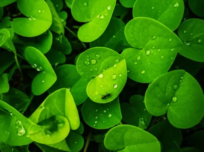 Illustration sorrel - Image 1