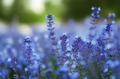 Illustration delphinium - Image 1