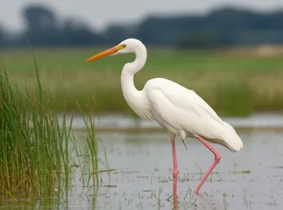 Illustration stork - Image 1