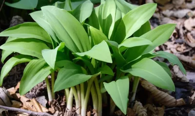 Illustration ramps - Image 1